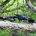 Day 6, Red-winged Blackbirds & Great-tailed Grackles