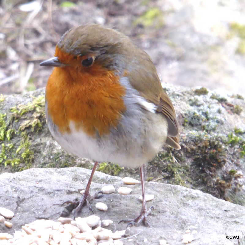 The Gazebo Robin contemplating lunch options...