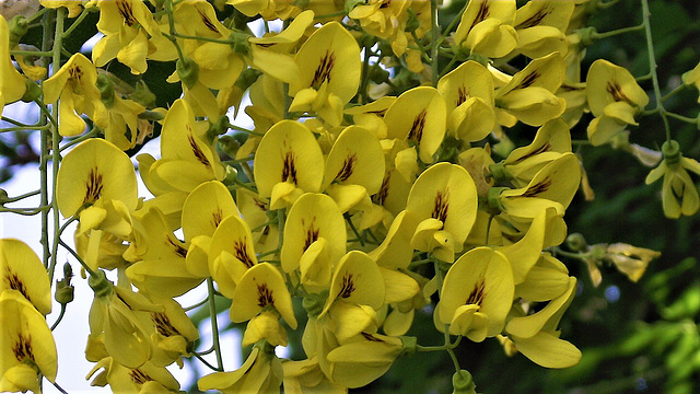 Close up of the laburnum