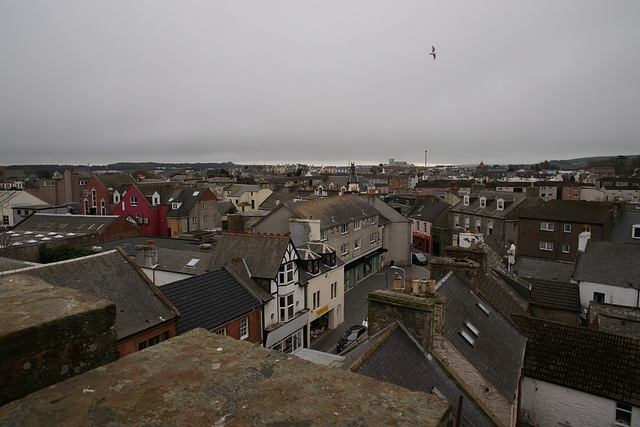 Seagull Over Stranraer