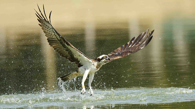 Le balbuzard pêcheur en action pêche