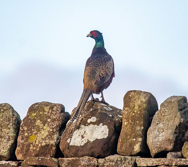 Pheasant