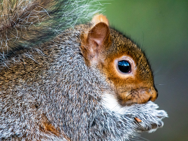 Squirrel