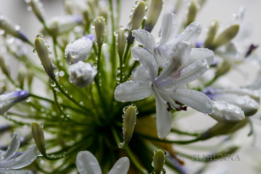 Agapanthus in the rain