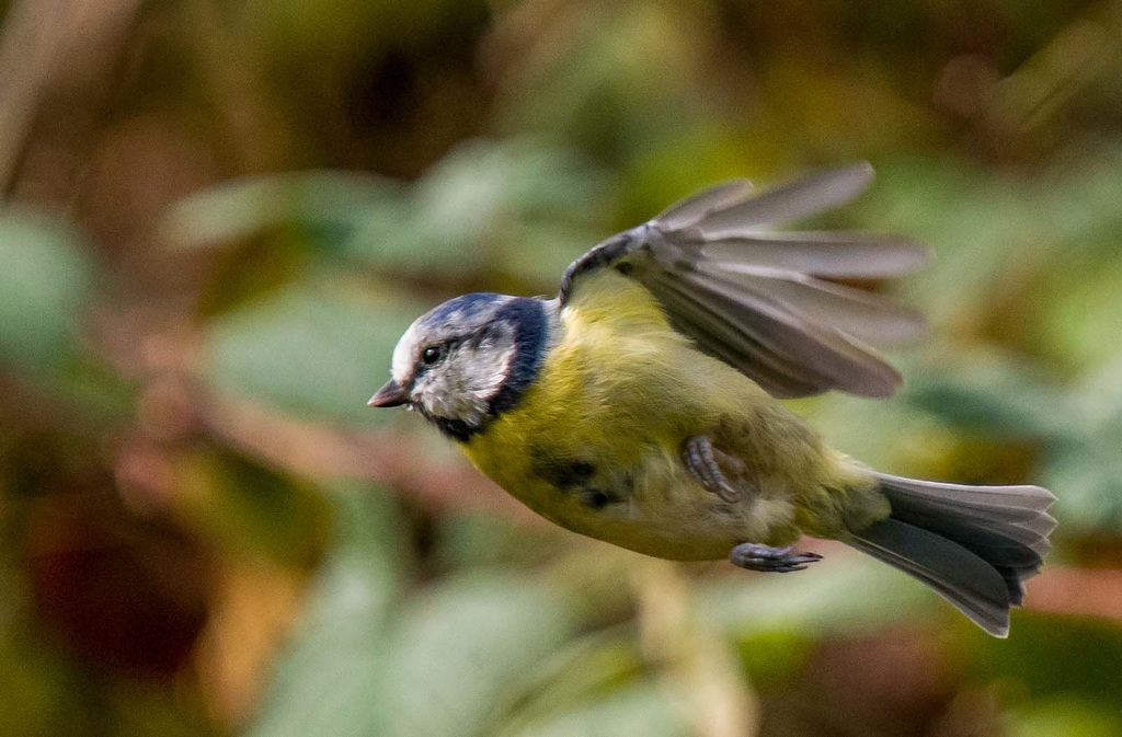 Blue tit