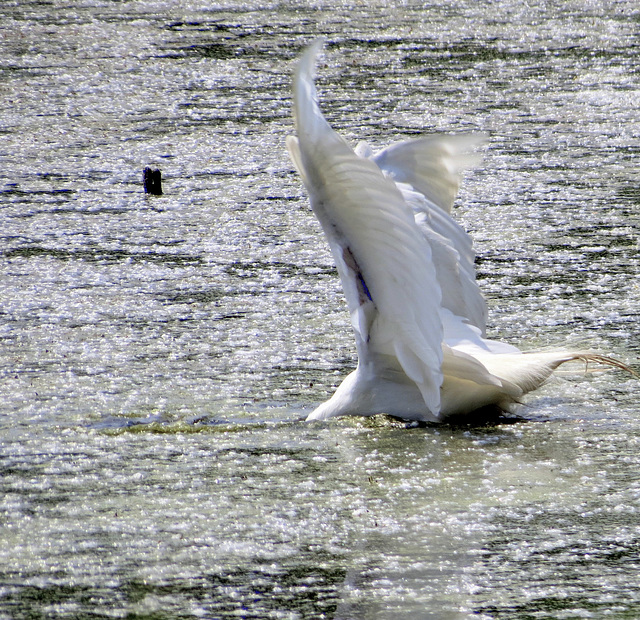 Egret fishing