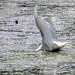 Egret fishing