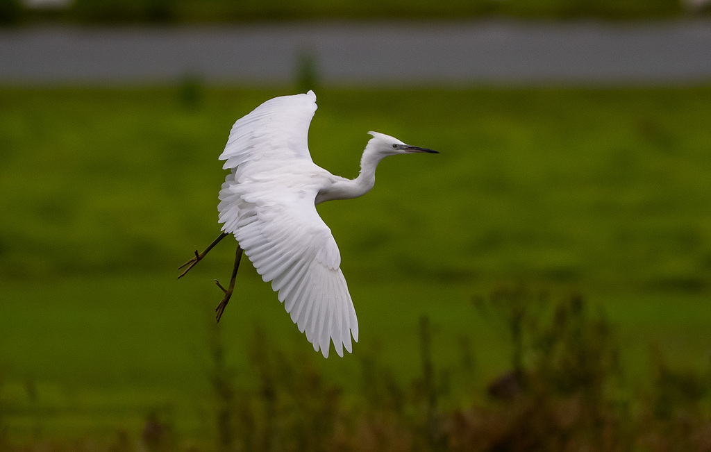 Little egret