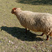 Schatten-Schaf