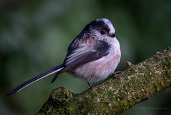 LTT
