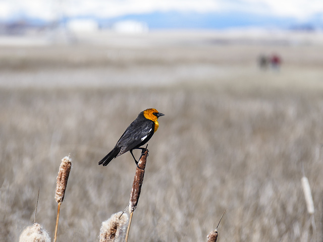 Yellow-headed Blackbird