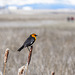 Yellow-headed Blackbird