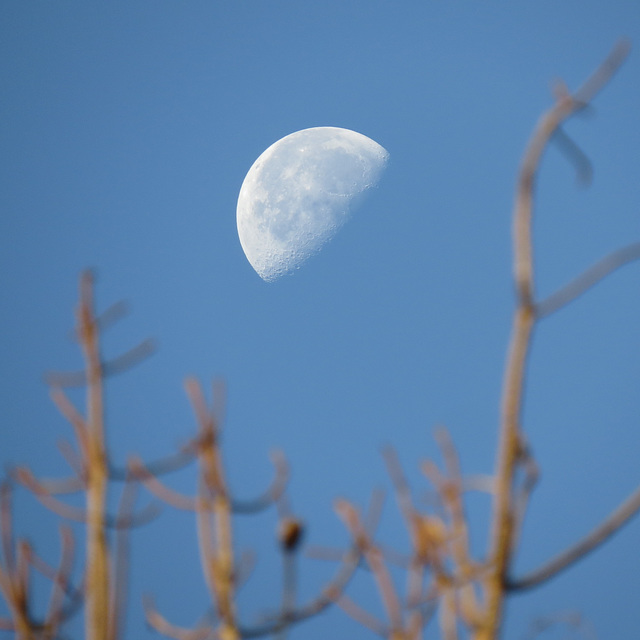 Last quarter moon (almost)