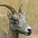 Bighorn Sheep female