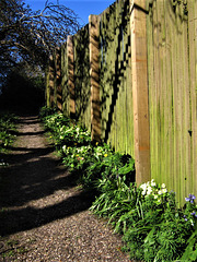 A view up the drive with so many primroses lining it