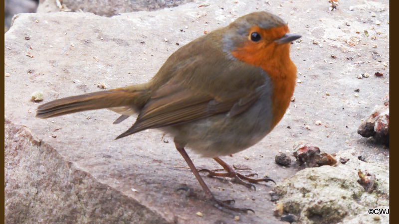 The Gazebo Robin contemplating lunch options...