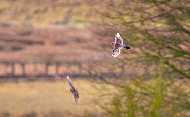 Fieldfare in flight