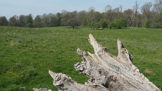 Just the remains of an old tree in a field