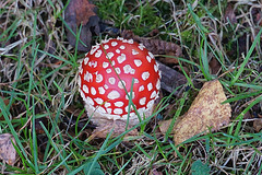 Kleiner runder Fliegenpilz