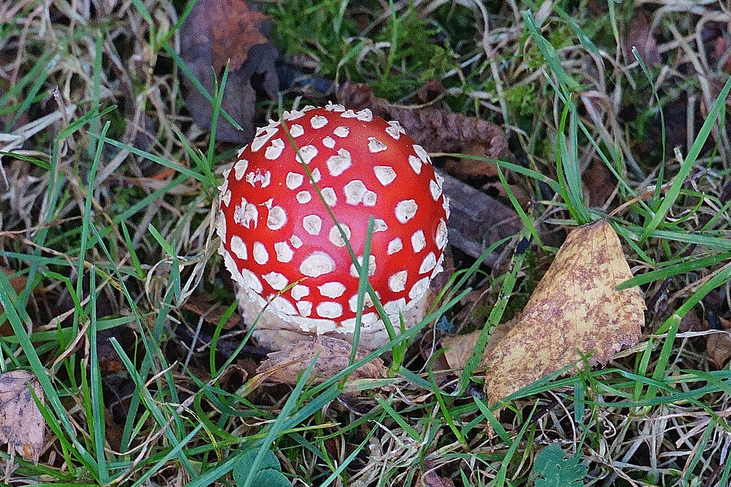 Kleiner runder Fliegenpilz