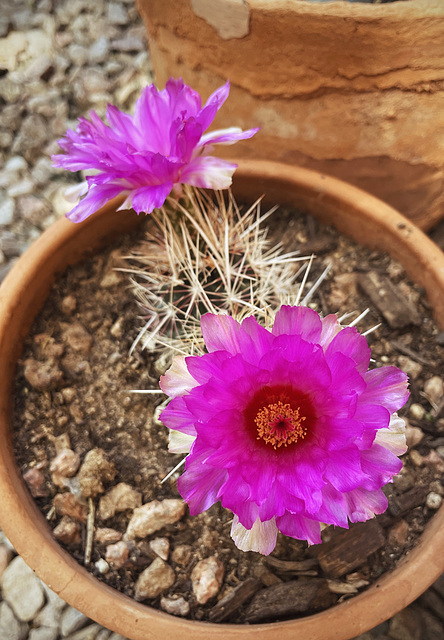 Glory of Texas cactus blooms