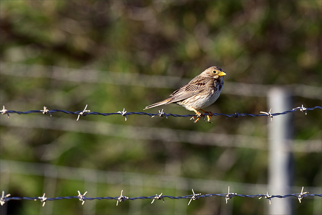 Passer domesticus, Pardal-comum