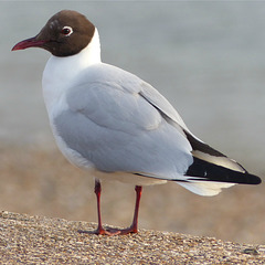 Black-headed Gull (4) - 26 May 2016