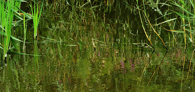 Reeds At The Dipping Pond 4