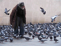Mes amis les pigeons