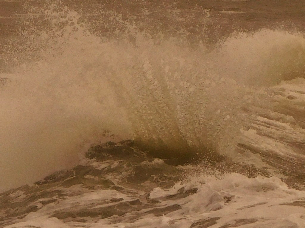 l'éventail de mer - touche Z,,,