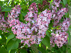 Lilac, purple-pink variety