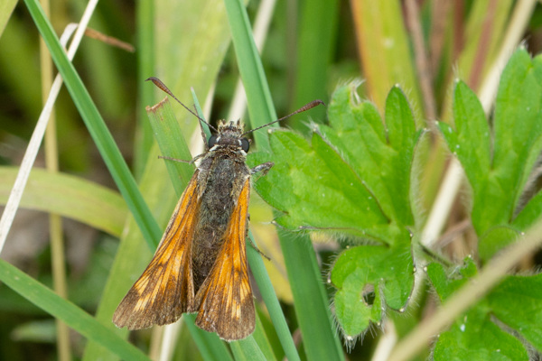 Large Skipper-DSA 8207