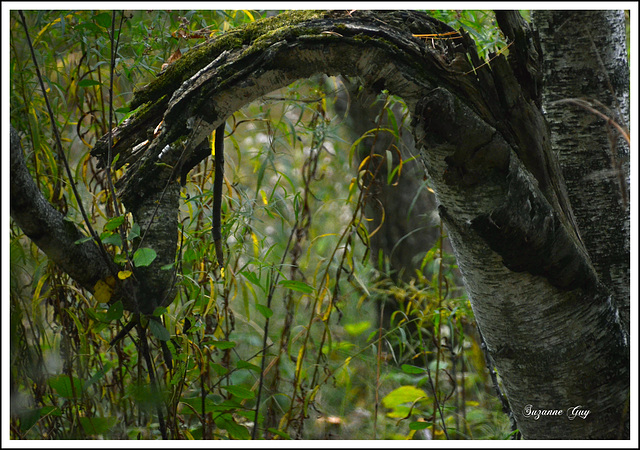 L'insolite dragon du centre de la nature