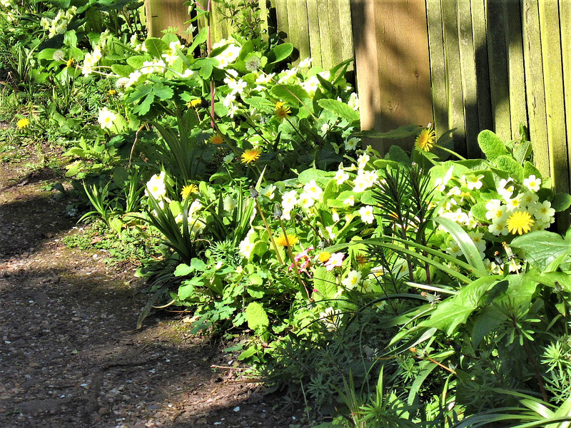 Primroses lining the drive