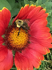 pollinator