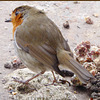 The Gazebo Robin contemplating lunch options...