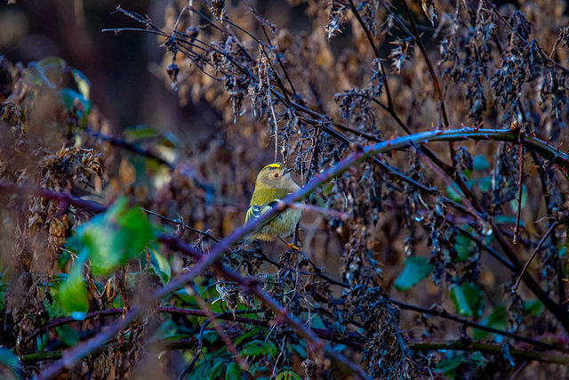 Goldcrest