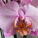 Phalaenopsis roses*************