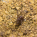 IMG 7436 Harvestman-1