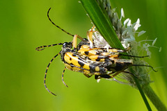 In der Wiese geht die Post ab ... Sexual activity in the meadow ...