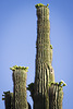 Saguaro blossoms