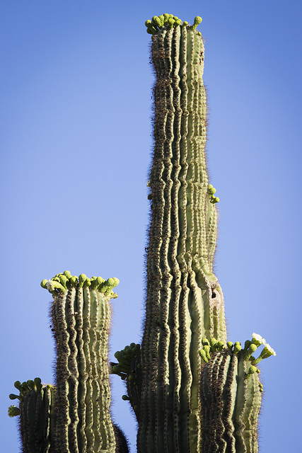 Saguaro blossoms Saguaro blossoms