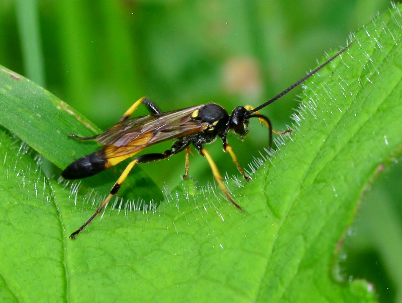 Ichneumom Wasp