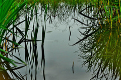 Reeds At The Dipping Pond 3