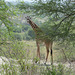 Tarangire, The Giraffe