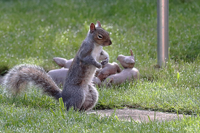 EOS 6D Peter Harriman 09 47 32 0795 Squirrel dpp