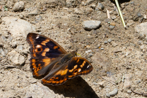 Lesser Purple Emperor-DSA 6850