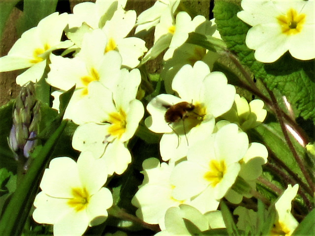 A fly or wasp was enjoying the primroses