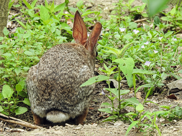 Day 6, Cottontail, Texas