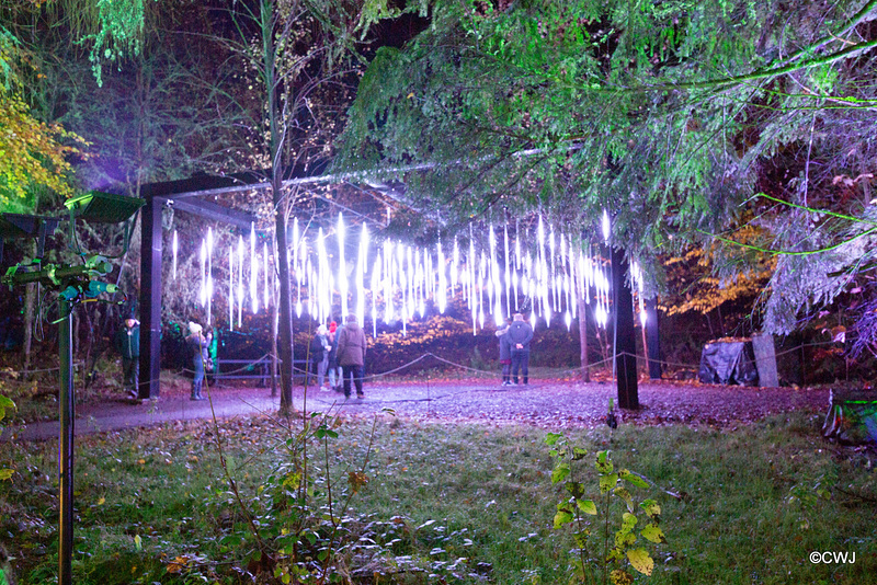 The Enchanted Forest, Faskally, 2nd Nov 2019
